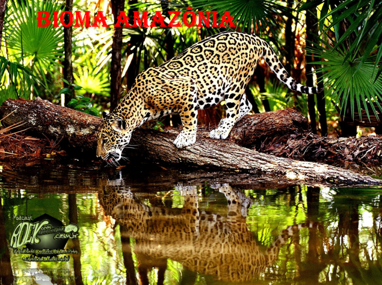 Bioma Amazônia (S08E13)