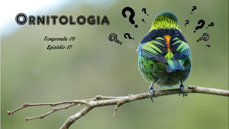 Ornitologia (S08E17)
