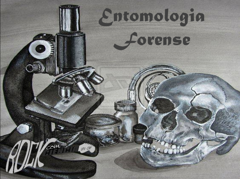 Entomologia Forense (S08E29)