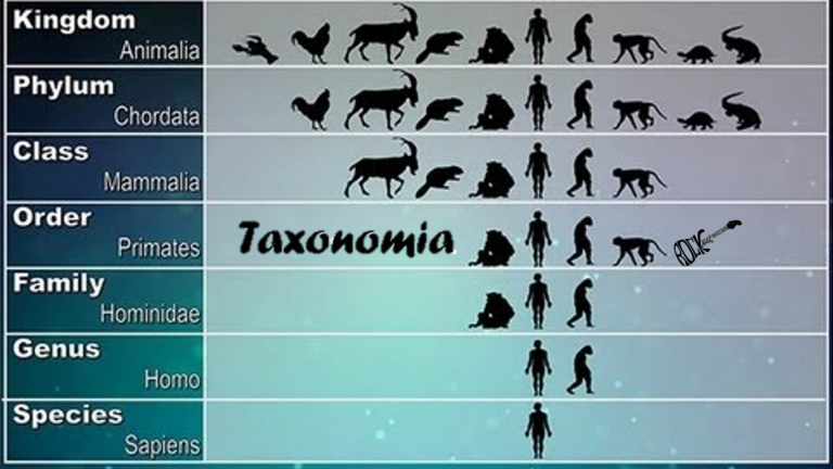 Taxonomia (S09E06)