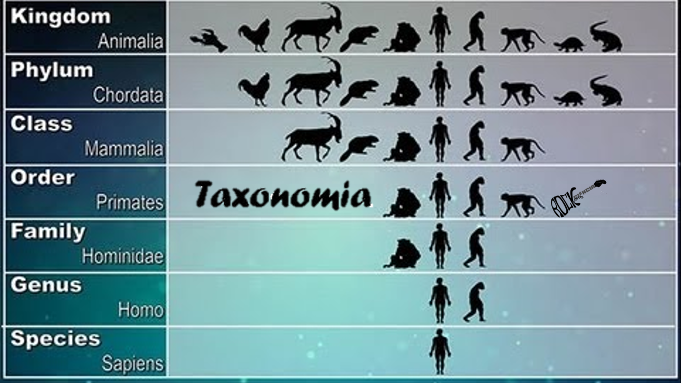 Taxonomia (S09E06) episode artwork