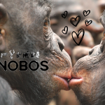 Bonobos (S09E15)