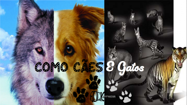 Como Cães e Gatos (S09E17)