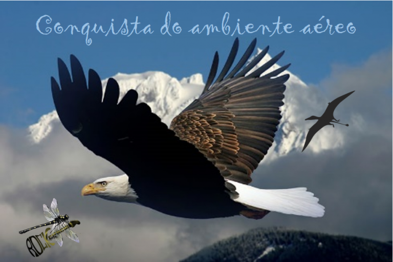 Conquista do Ambiente Aéreo (S09E24)