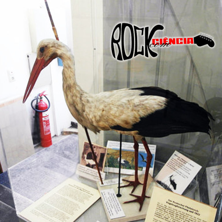 Migração das Aves (S11E04)