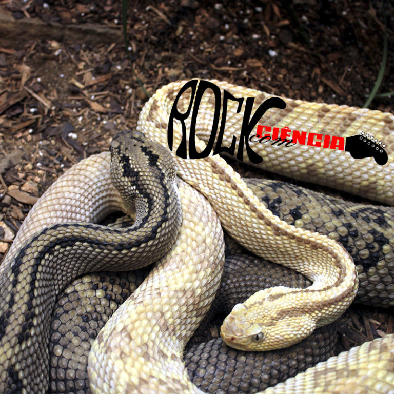 Cobras (S11E08)